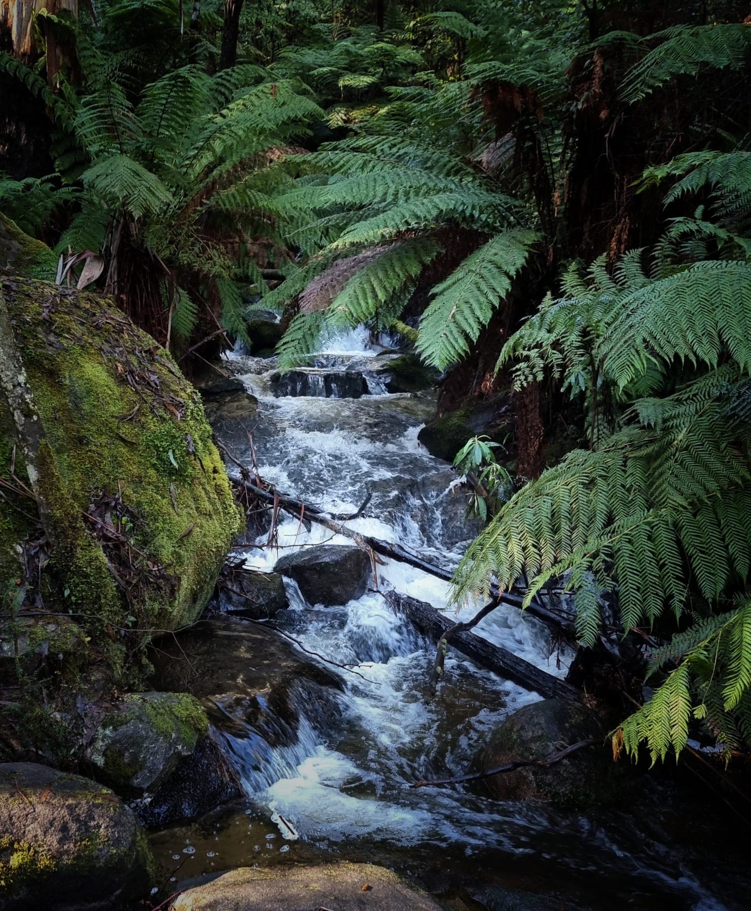 A creek stepping over mossy boulders between tree ferns in deep forest