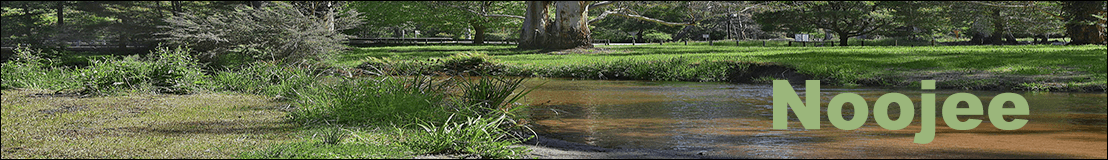 The Latrobe River and grassy picnic-ground bank framed by gum trees