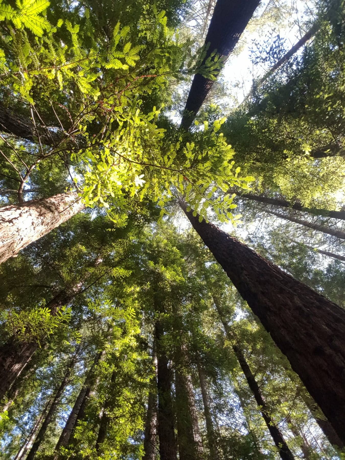 Looking up the trunks of mountain ash into a sunlit green canopy