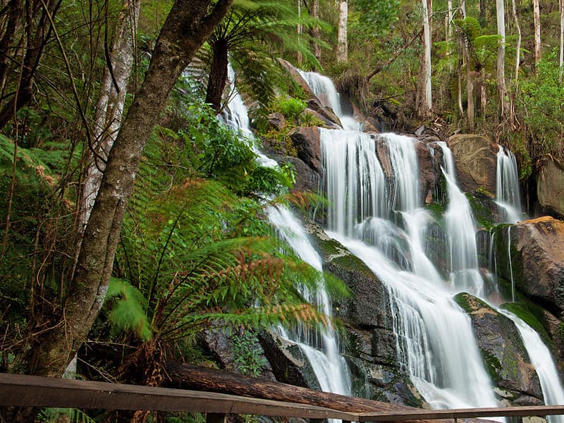 Toorongo Falls cascading through tree ferns and rainforest