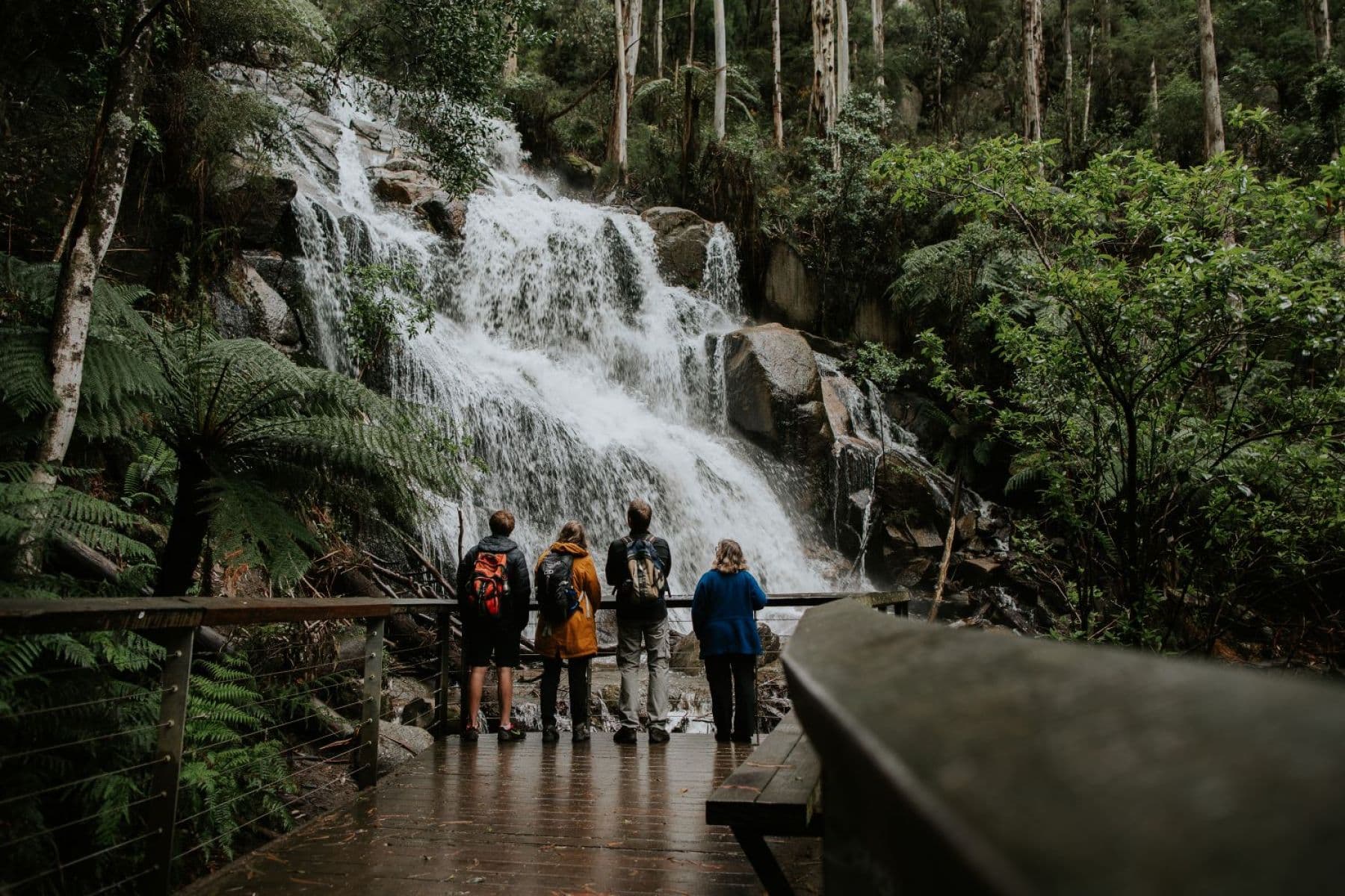 Toorongo Falls cascading over rocks through tree ferns and rainforest